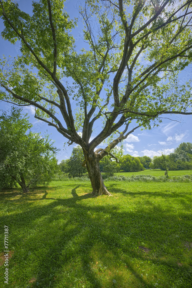 Summer fields with lonely tree