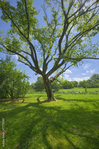 Fototapeta Naklejka Na Ścianę i Meble -  Summer fields with lonely tree