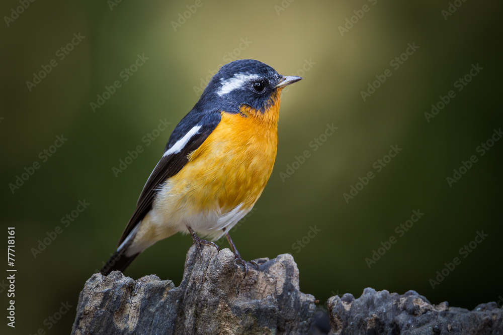 Close up of Mugimaki flycatcher (Ficedula mugimaki) in nature Close up of Mugimaki flycatcher (Ficedula mugimaki) in nature