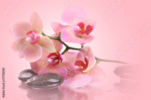 Fototapeta Naklejka Na Ścianę i Meble -  Beautiful blooming orchid with spa stones on pink background