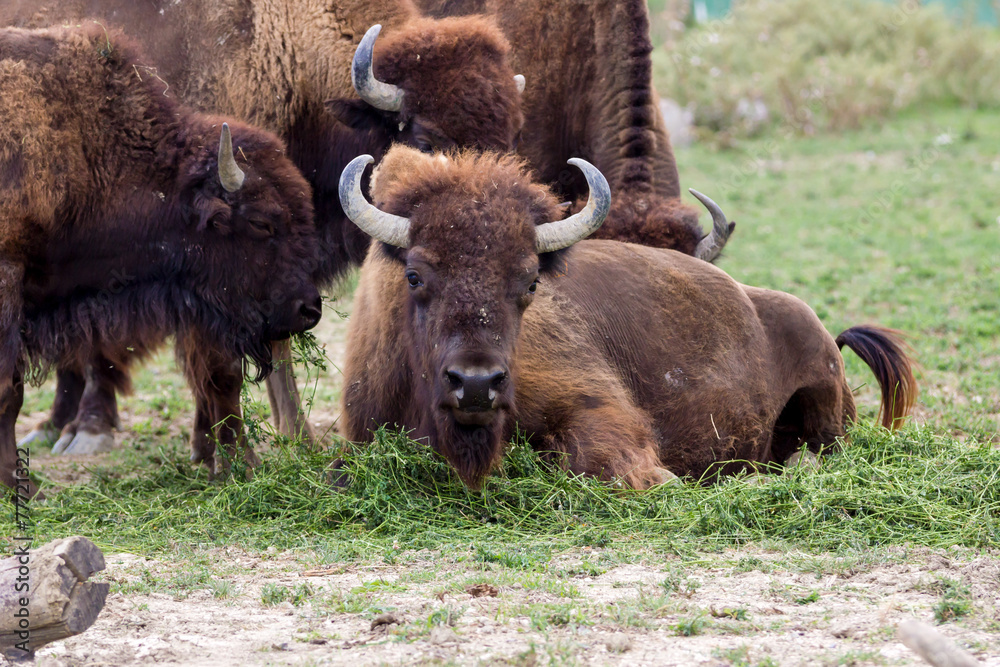 Highland Cow Highland Cow