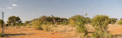 Kenyan savannah © forcdan