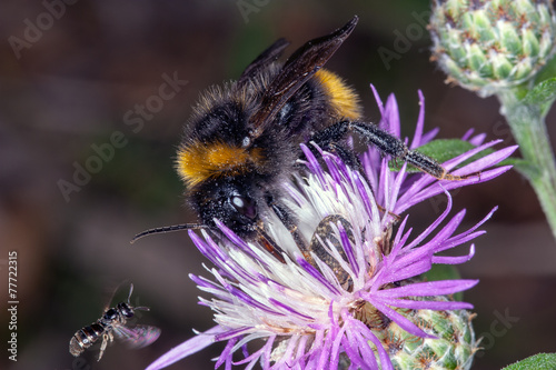 Bombus bee on a flower © marchesini62