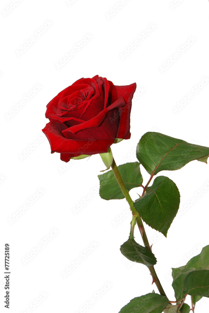 Fototapeta premium Schöne Rose