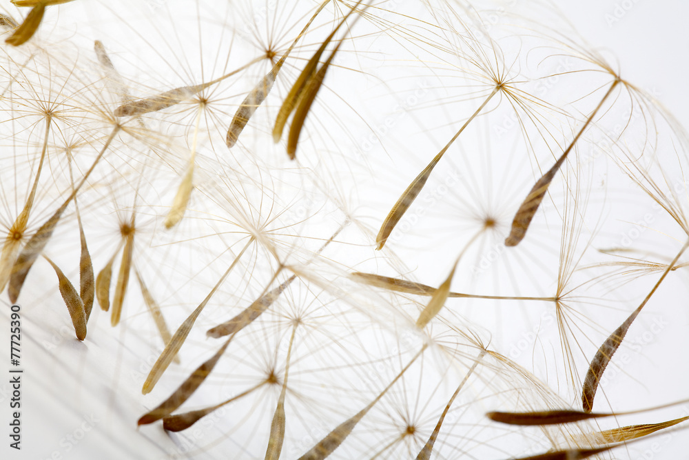 Obraz premium Weed seeds