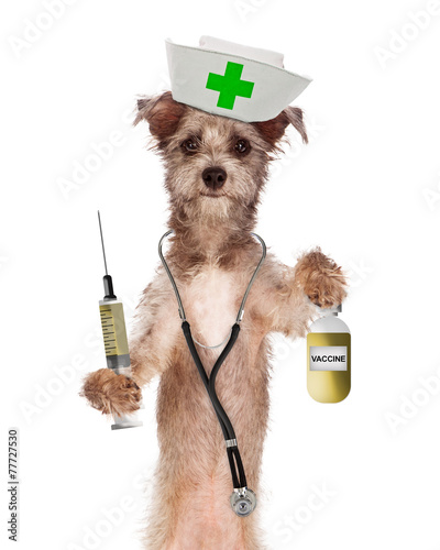 Photography Dog Nurse Shot and Vaccine Bottle