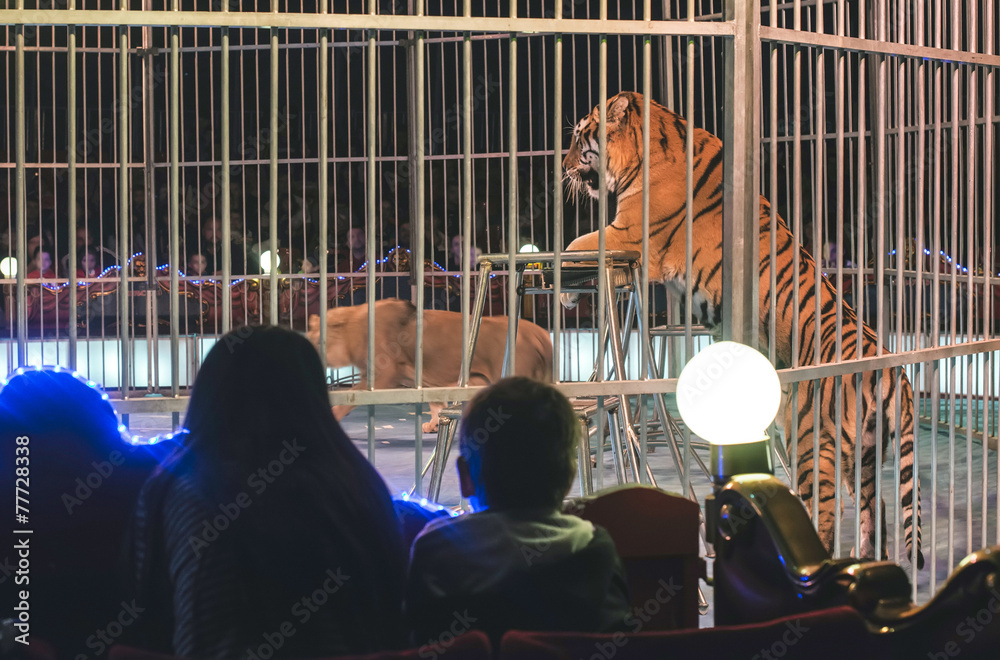 Fototapeta premium Tygrys w cyrku