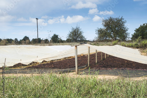 Drying grapes for raisins photo