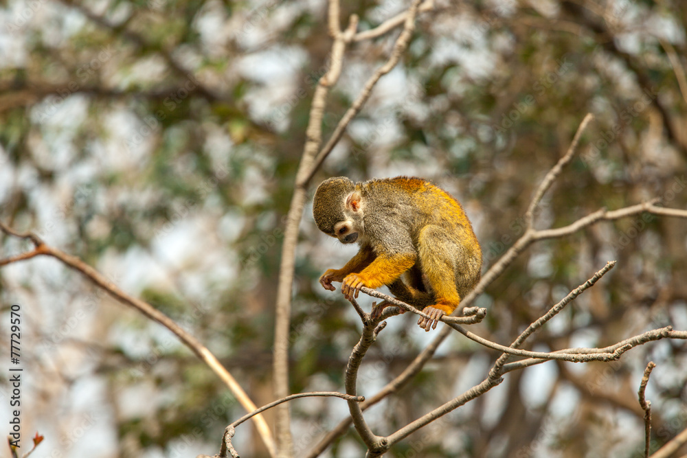 Obraz premium goldaffen