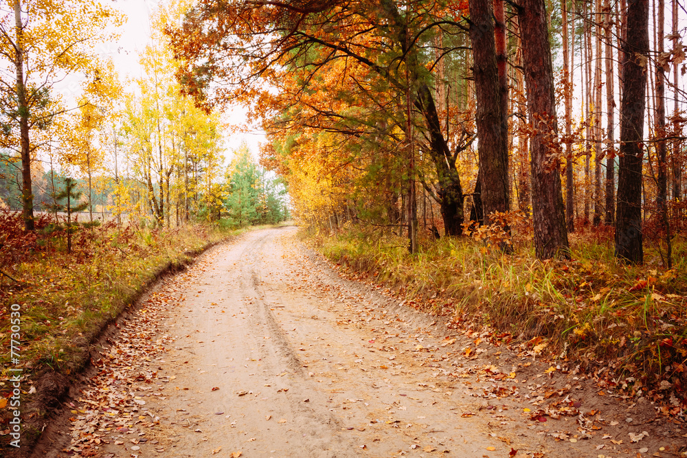 Obraz premium Colorful Autumn Trees In Forest