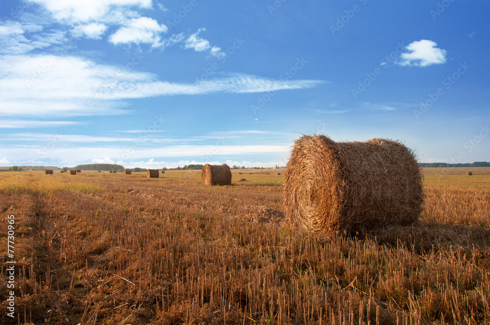 Stubble field with bales of straw, summer tima