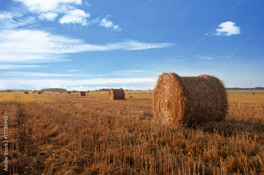 Stubble field with bales of straw, summer tima Stubble field with bales of straw, summer tima