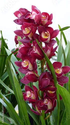 Cybidium photo