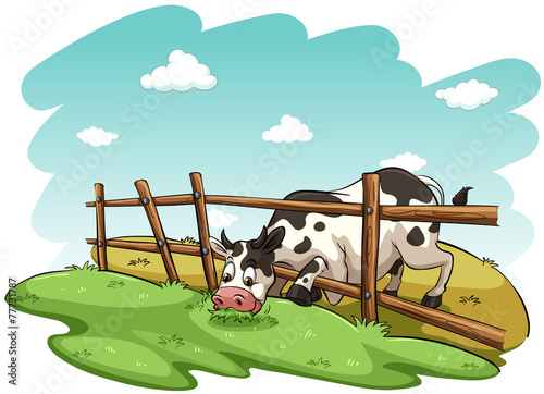 A cow at the field
