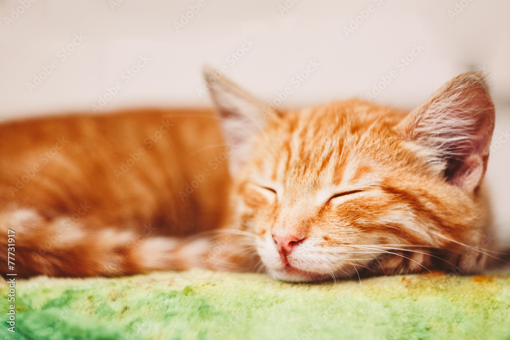 Young Kitten Sleeping Outdoor In Bed
