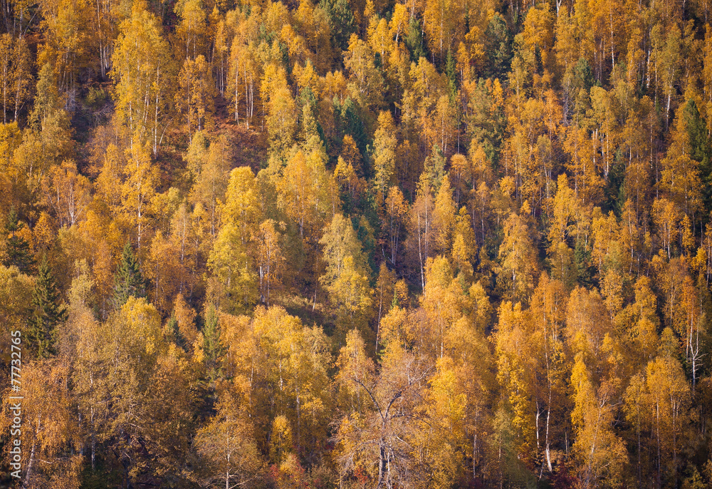 Fototapeta premium Gold, autumn forest in Russia
