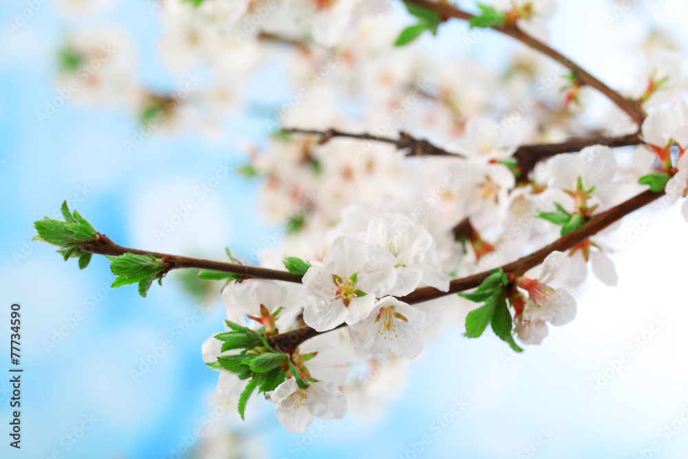 Beautiful blooming branches, close-up, on light background Beautiful blooming branches, close-up, on light background