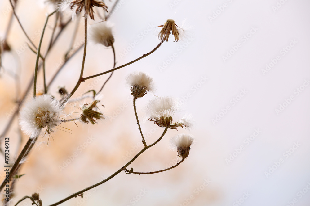 Dried wildflowers on light background - obrazy, fototapety, plakaty 