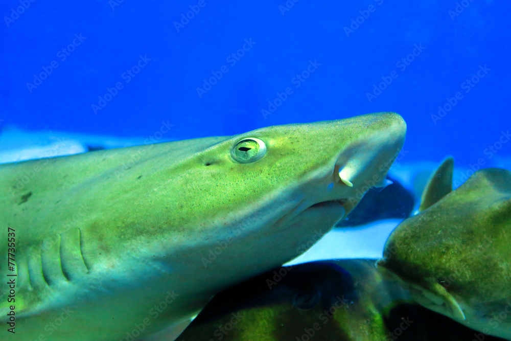 Naklejka premium サメ