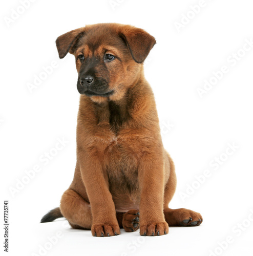 Cute puppy isolated on white