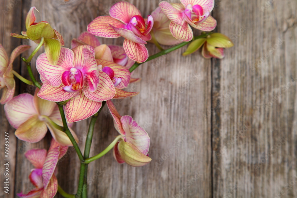 Orchid on a wooden background
