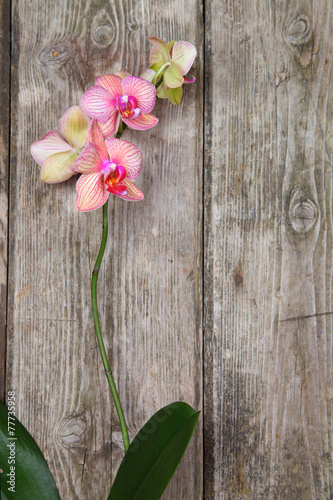 Orchid on a wooden background