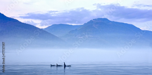 Schwertwale in Landschaft, Killerwal bzw Orca, Orcinus orca photo