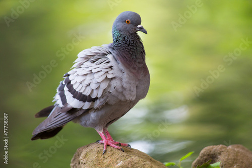 Pigeon posing