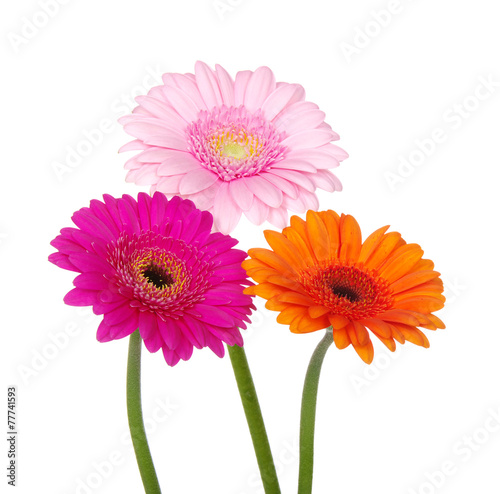 gerbera