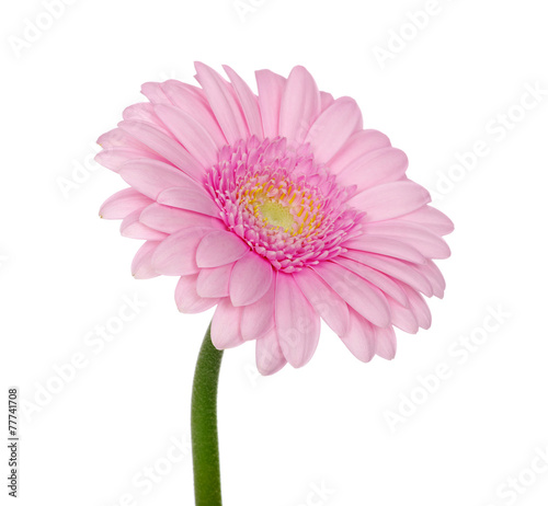 Pink gerbera