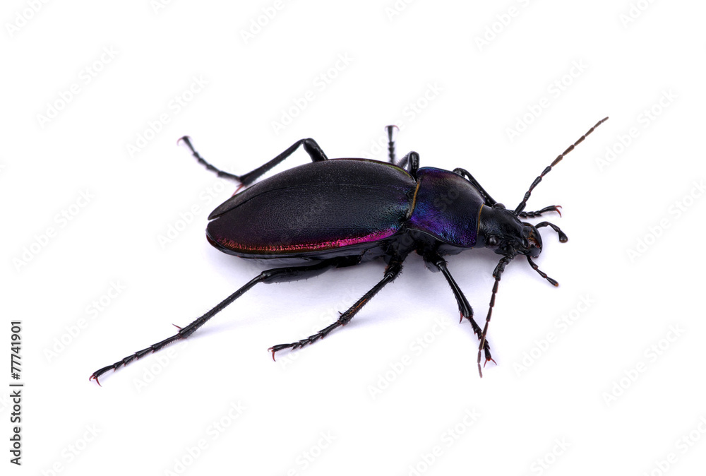 black beetle