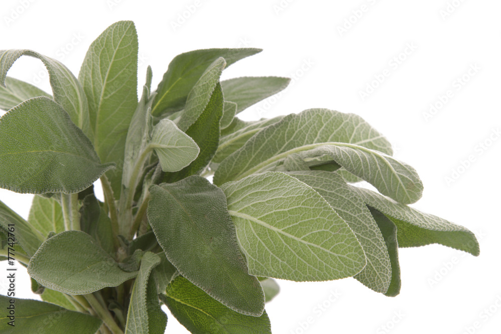 Fototapeta premium Sauge du jardin