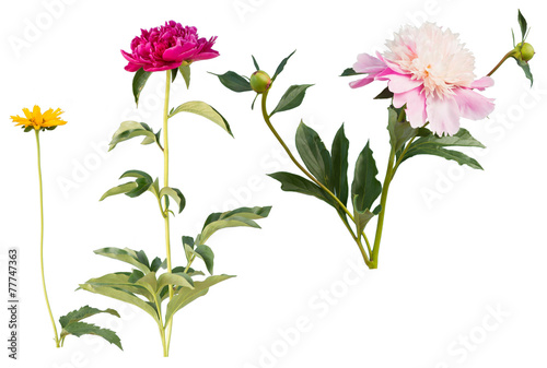 Fototapeta Naklejka Na Ścianę i Meble -  Two chrysanthemums and chamomile