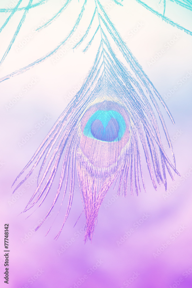 Obraz premium Peacock feathers