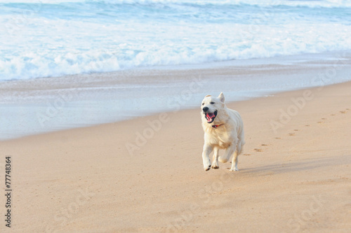 happy dog on the beach © GavranBoris