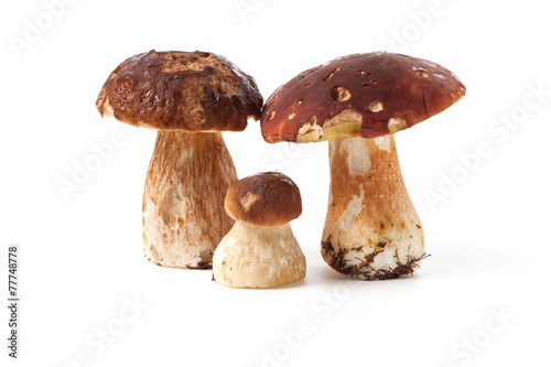 ceps isolated on white background