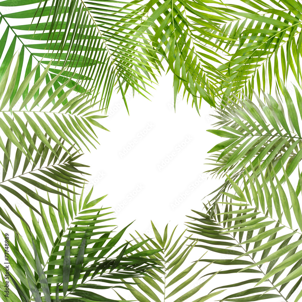 Beautiful palm leaves shaped as frame with space for your text