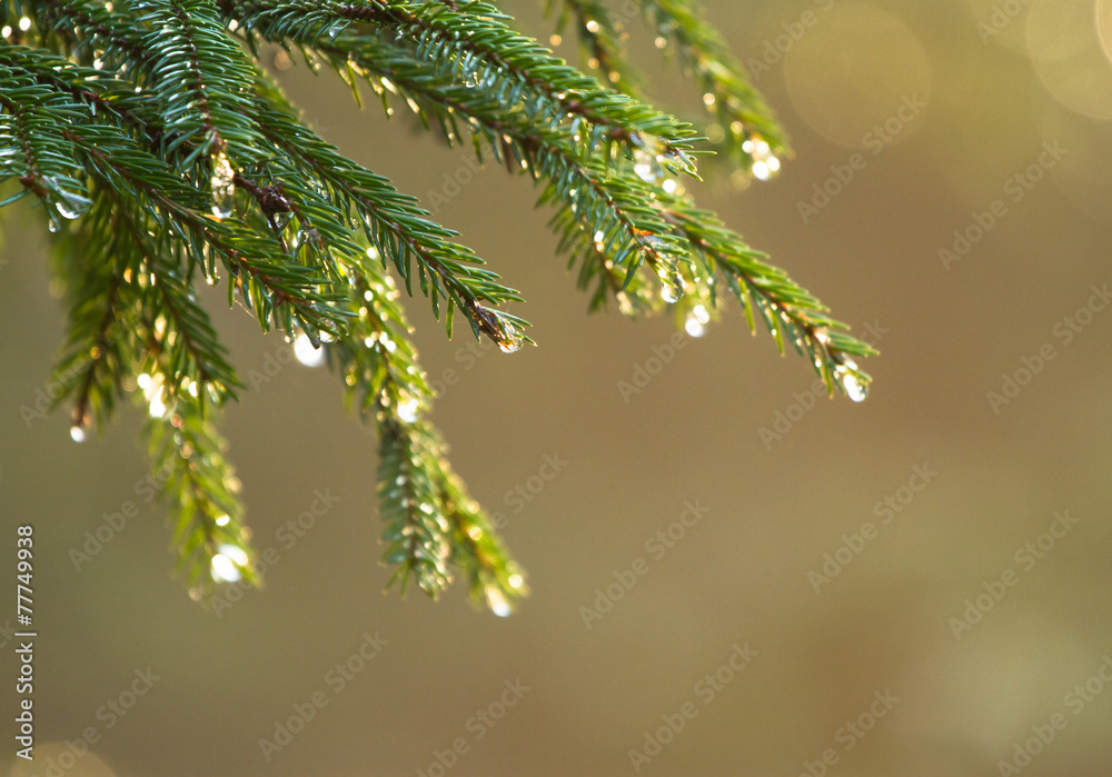 Drops on the branch of spruce Drops on the branch of spruce