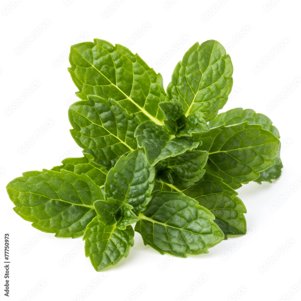 Fresh mint herb leaves isolated on white background cutout Fresh mint herb leaves isolated on white background cutout