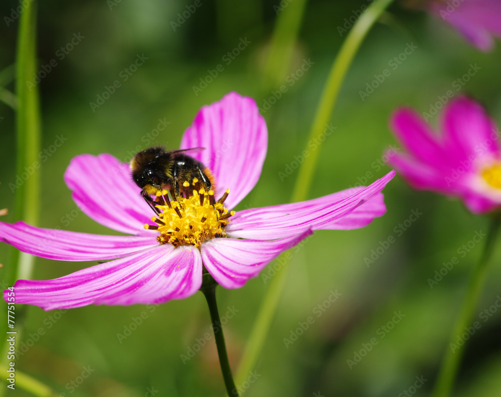 Bee