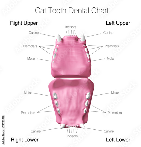 Cat teeth dental chart