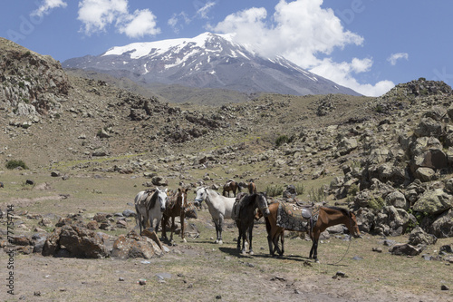 Ararat mit Lastpferden