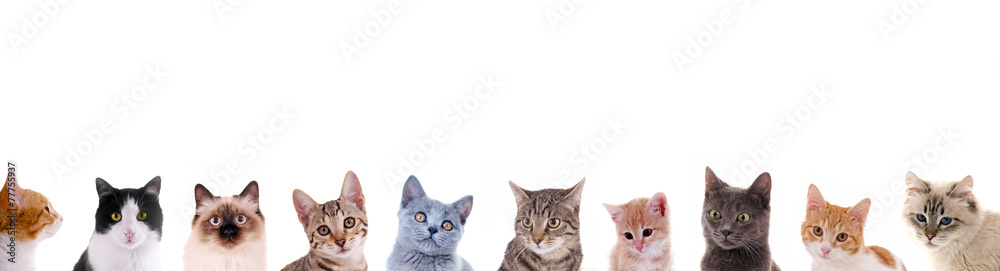 Verschiedene Katzenköpfe in der Reihe - obrazy, fototapety, plakaty 