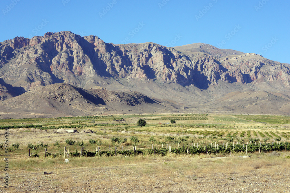 the vineyard on the background of mountains
