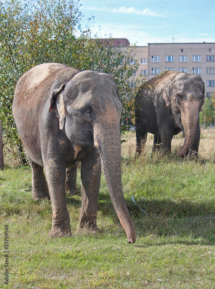 Two Indian elephant walking in a meadow near multistory building