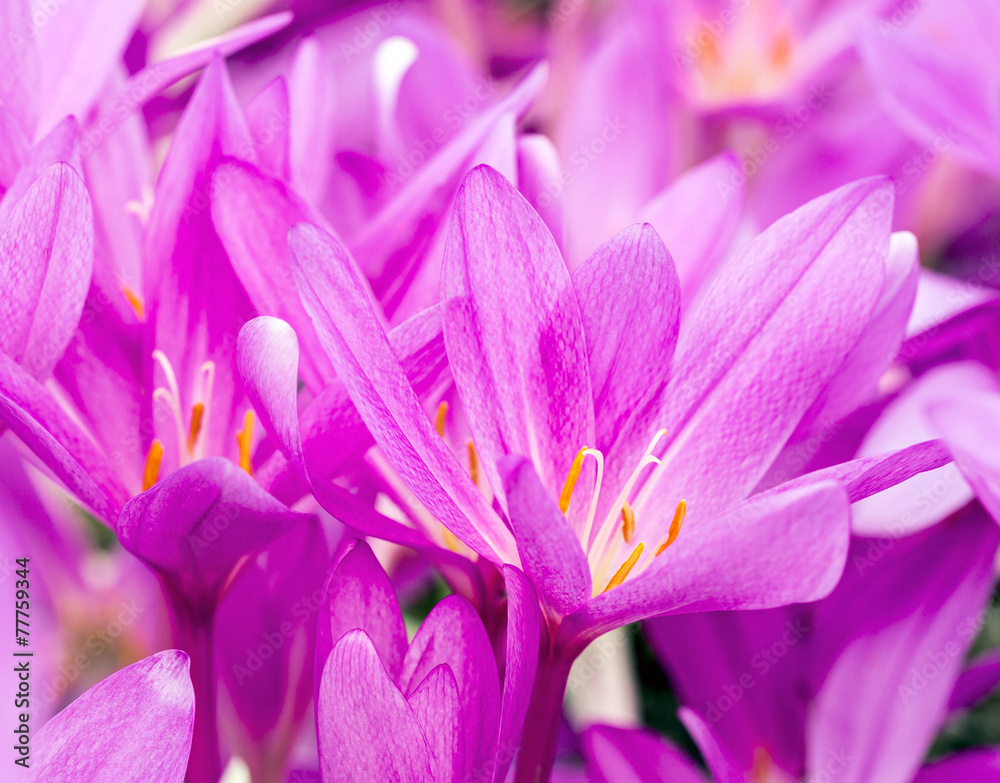 Blooming violet crocuses