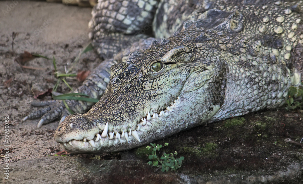 Toothy crocodile curiously looking at the camera Toothy crocodile curiously looking at the camera