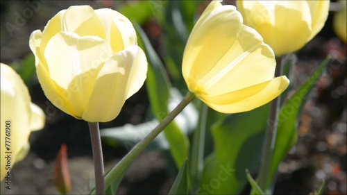 Yellow tulips panning shot