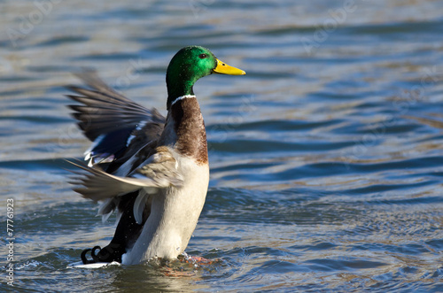 Mallard Duck on the Water with Outstretched Wings