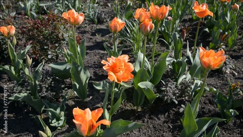 Orange tulip zoom in